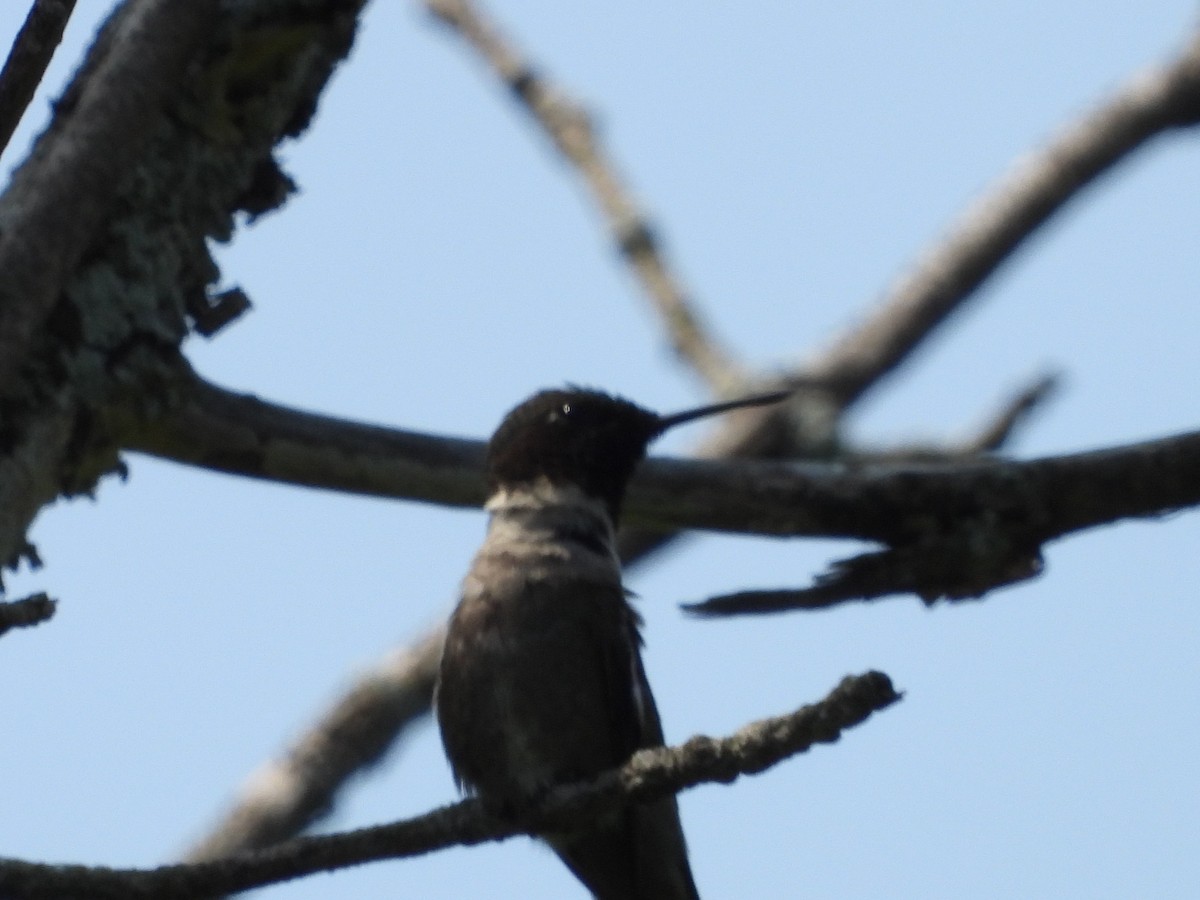Ruby-throated Hummingbird - ML638716059