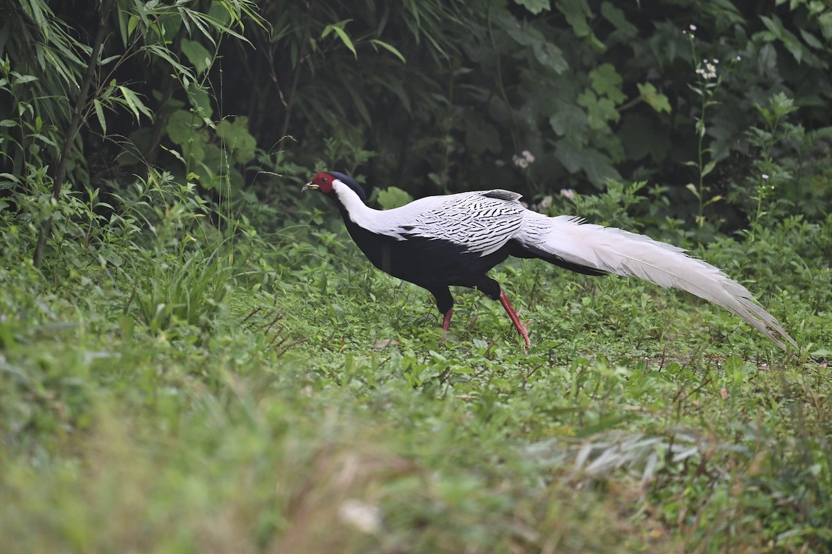 Silver Pheasant - ML638716060