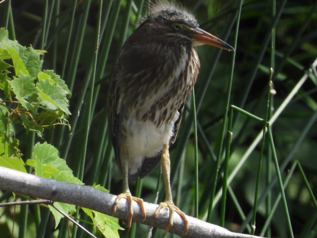 Green Heron - ML638716103