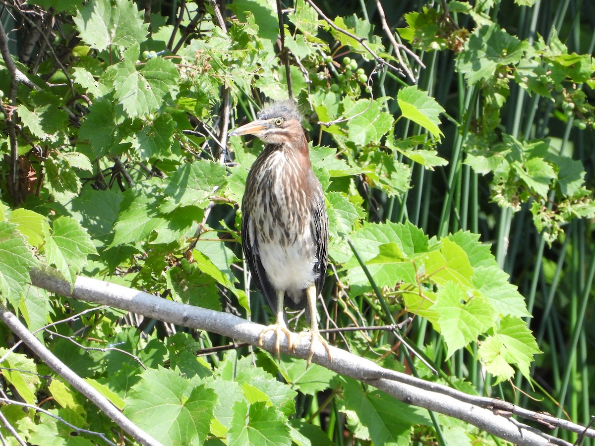 Green Heron - ML638716111