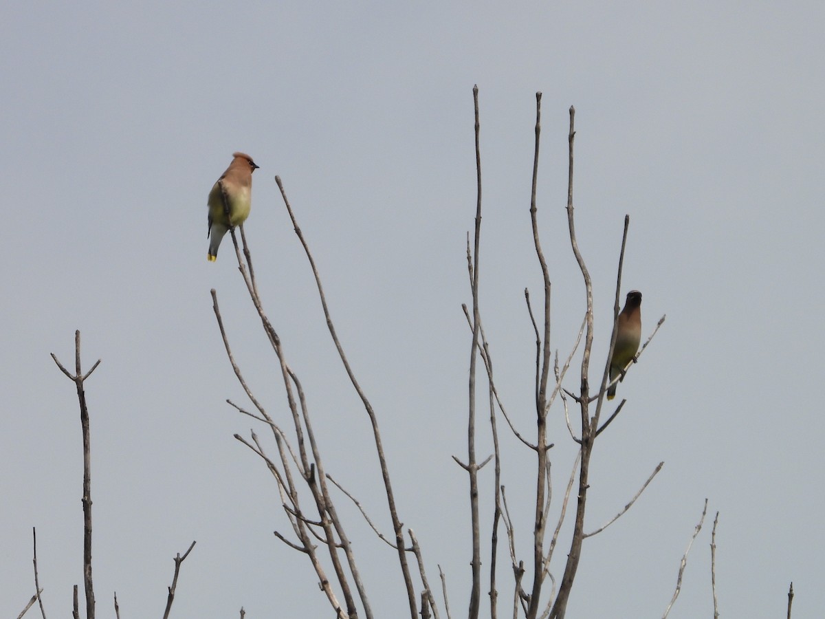 Cedar Waxwing - ML638716134