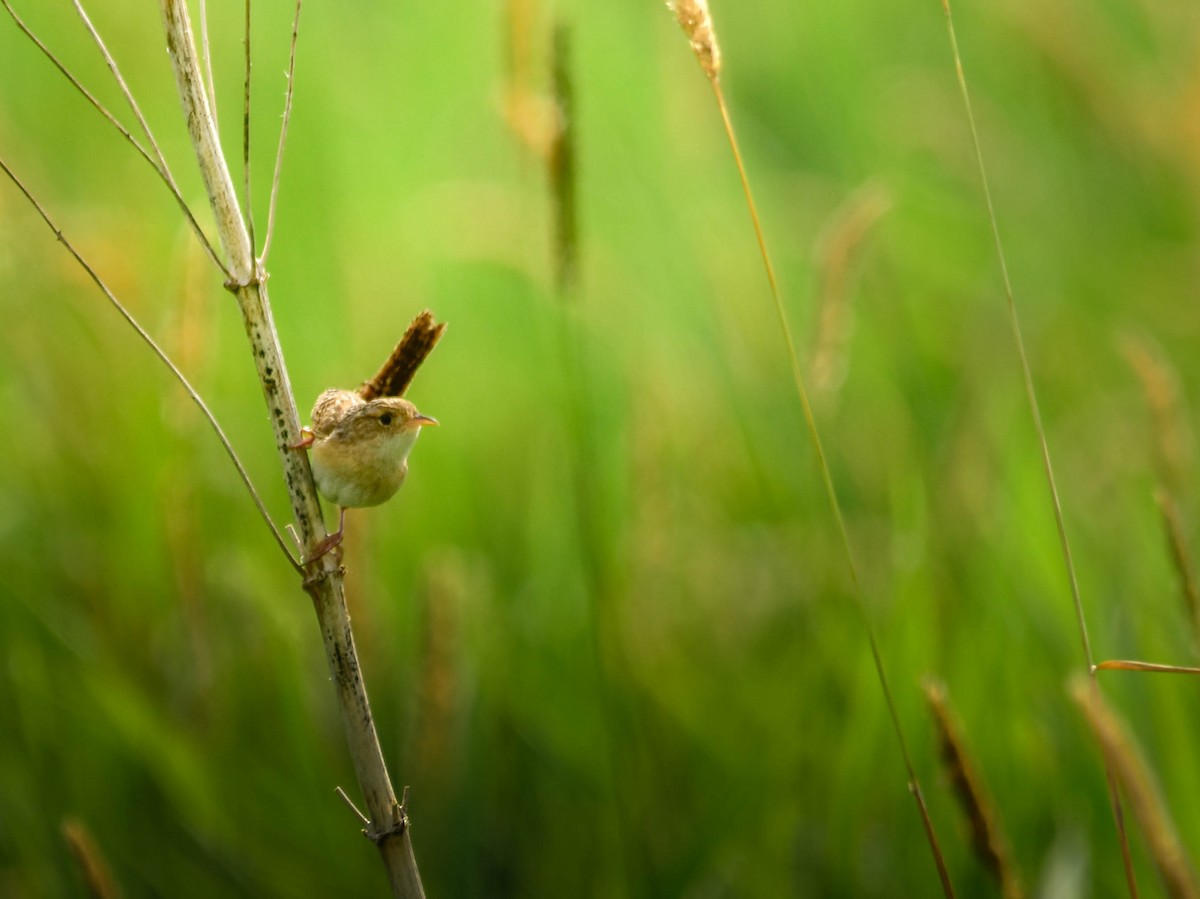 Sedge Wren - ML638716146