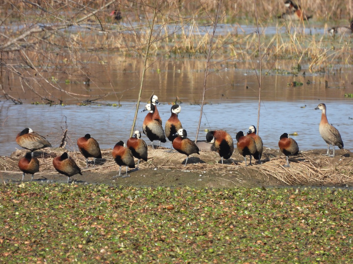 White-faced Whistling-Duck - ML638716173
