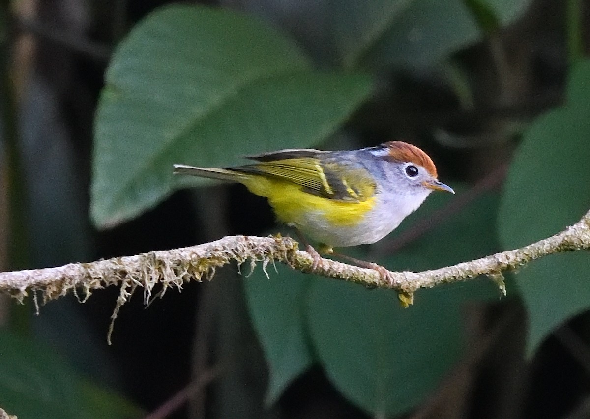 Chestnut-crowned Warbler - ML638716185