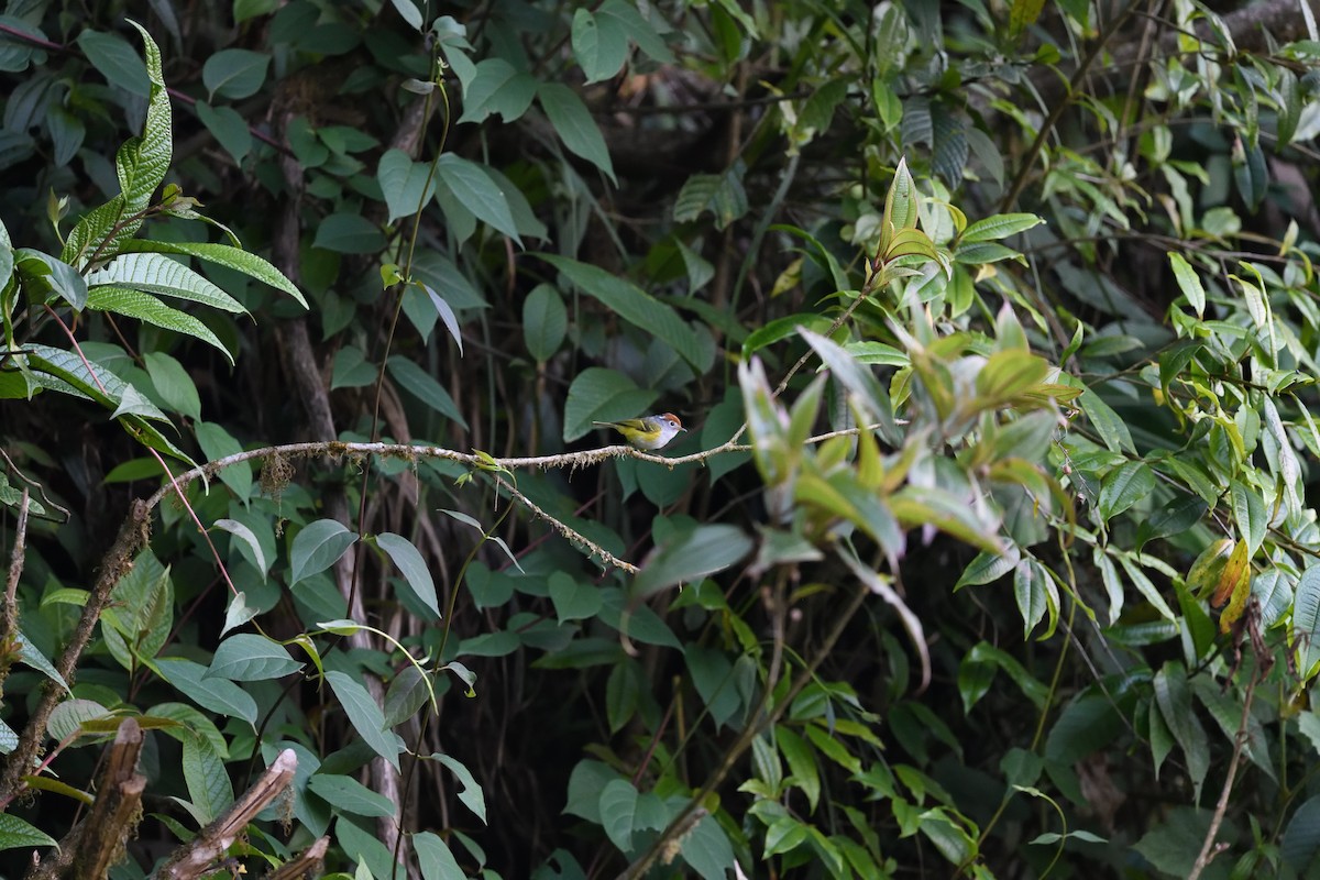 Chestnut-crowned Warbler - ML638716186
