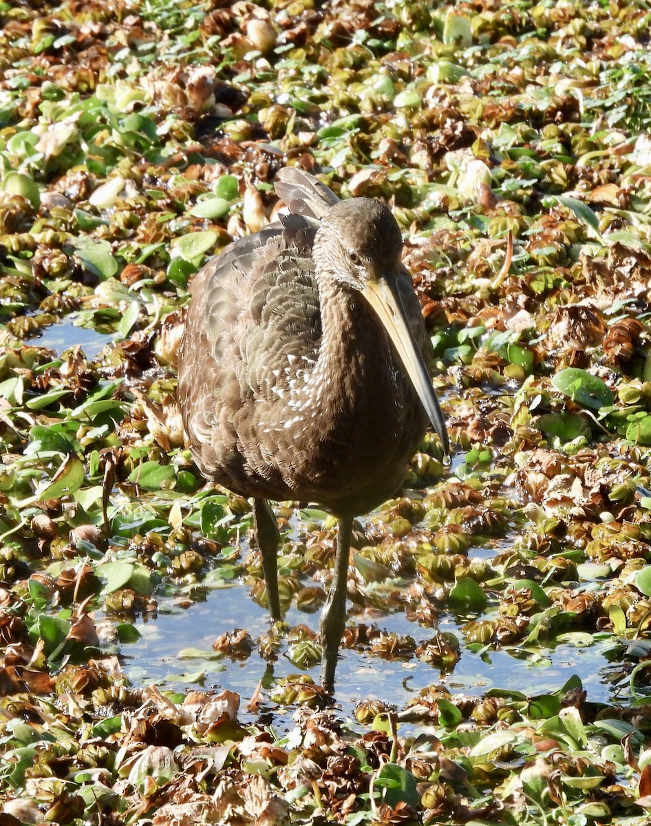 Limpkin - ML638716198