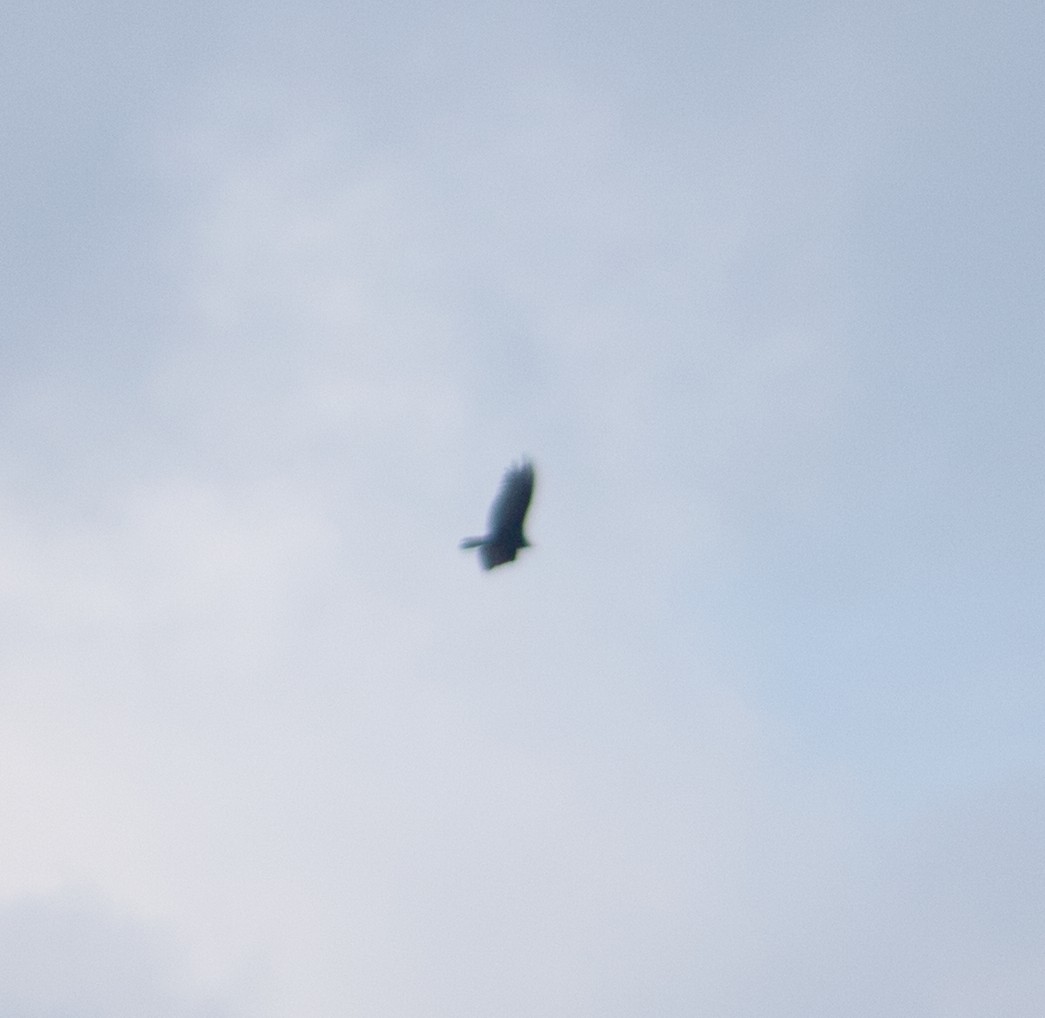 Turkey Vulture - ML638716200