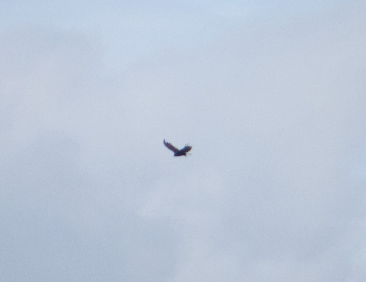 Turkey Vulture - ML638716201