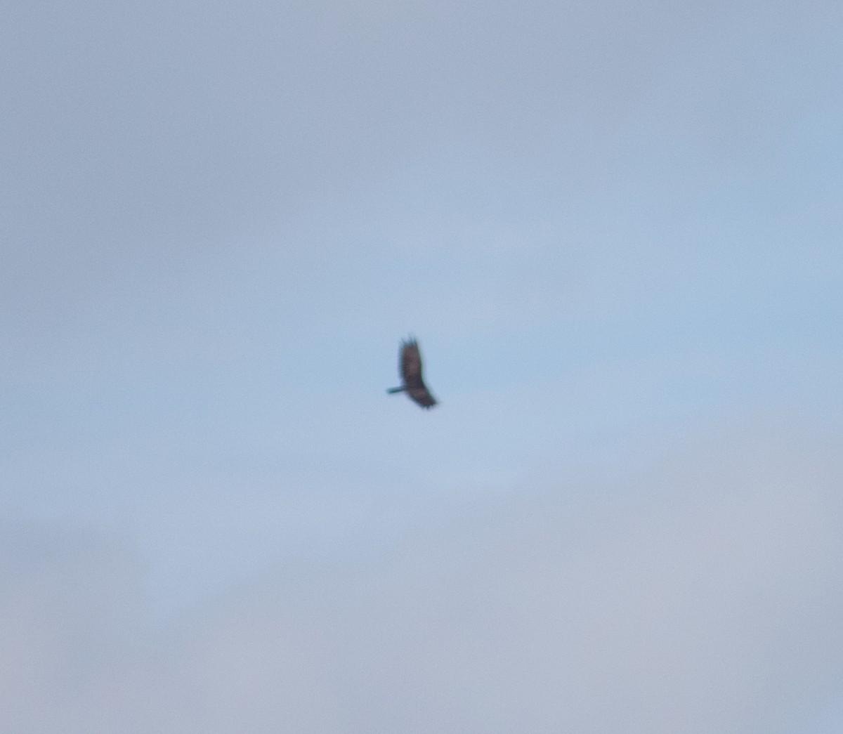 Turkey Vulture - ML638716202
