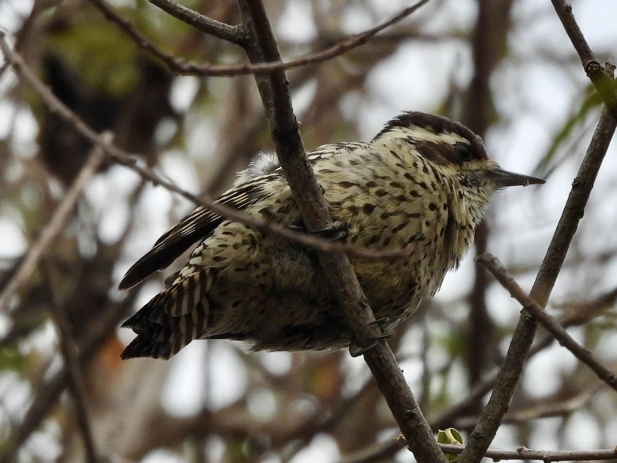 Checkered Woodpecker - ML638716223