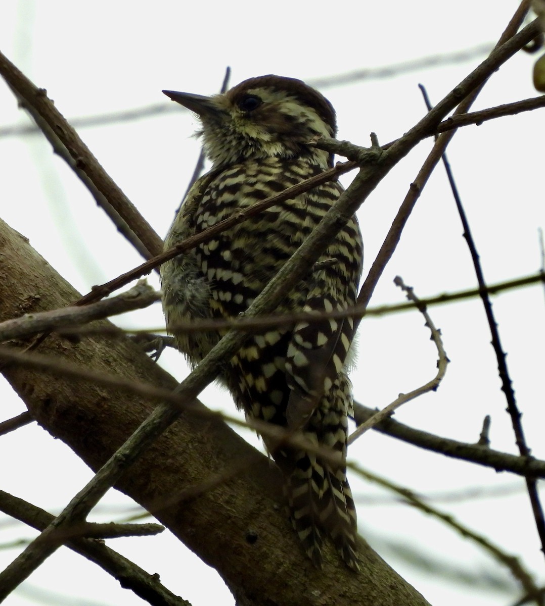 Checkered Woodpecker - ML638716224