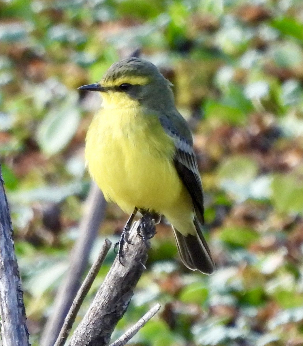 Yellow-browed Tyrant - ML638716261