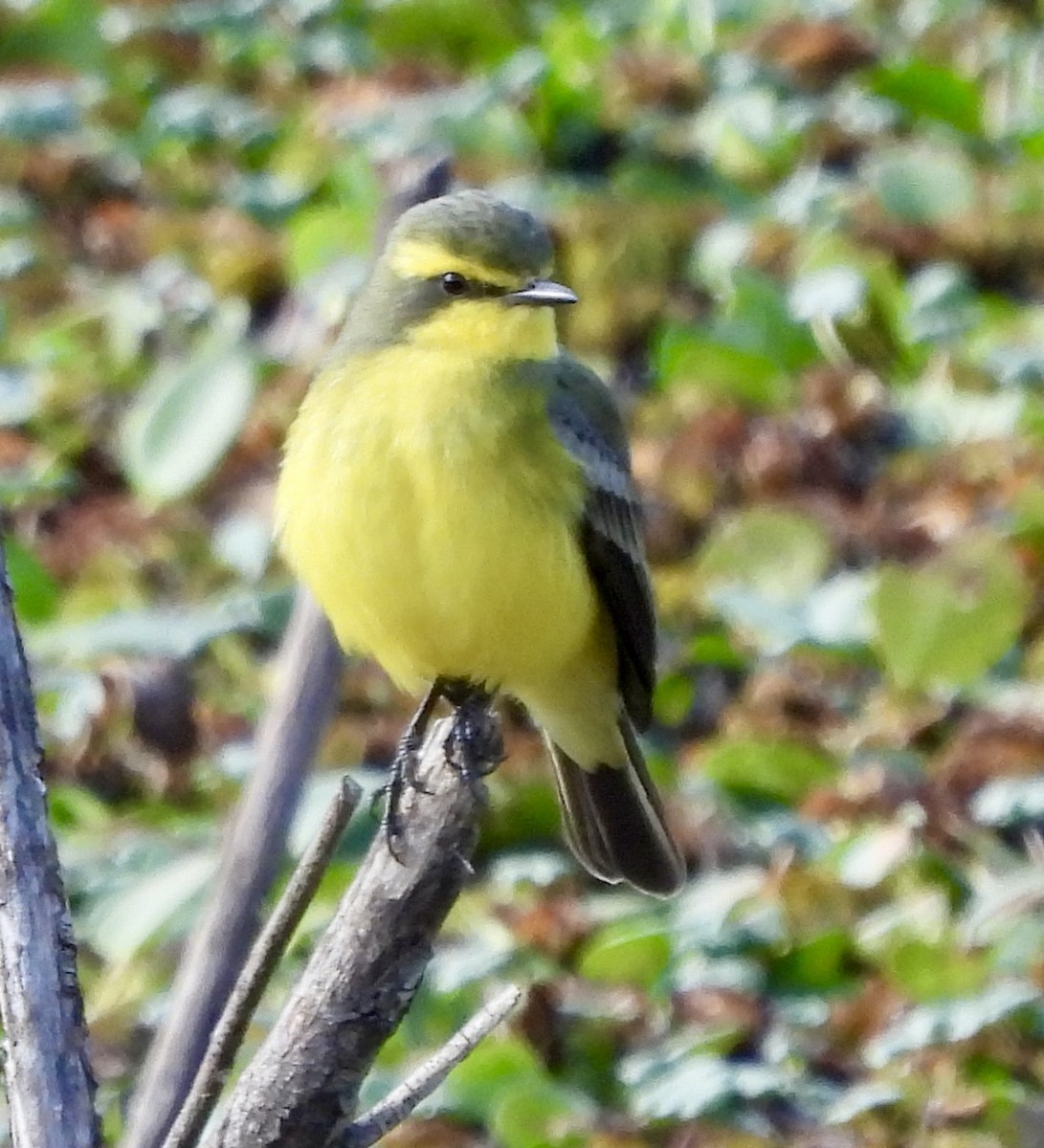 Yellow-browed Tyrant - ML638716262