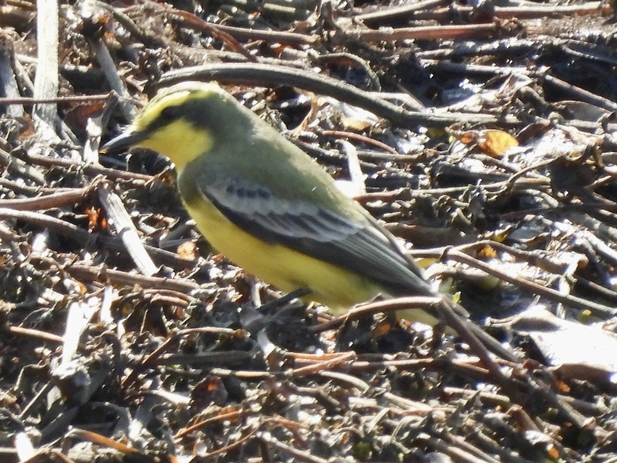 Yellow-browed Tyrant - ML638716263