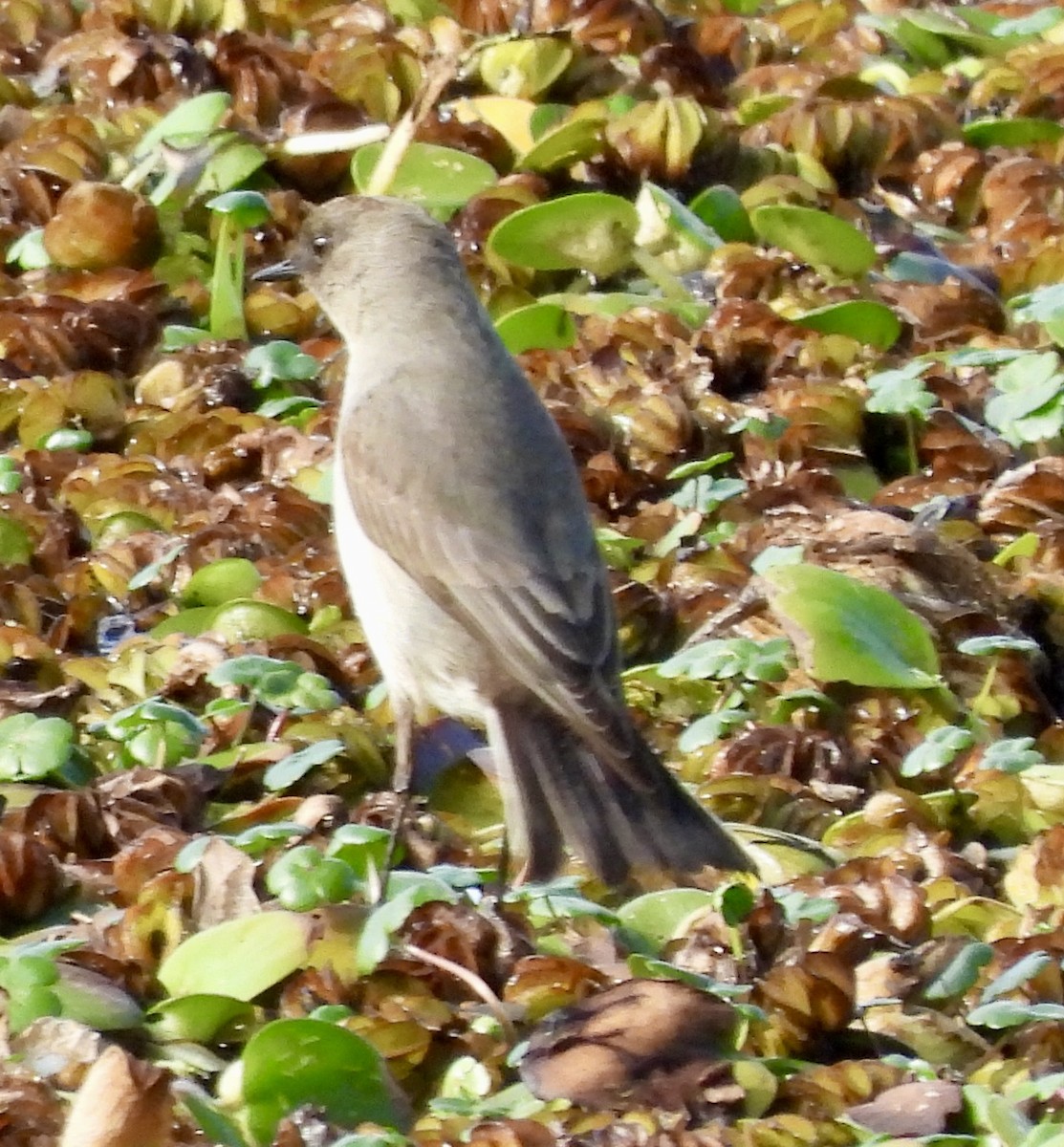 Dark-faced Ground-Tyrant - ML638716268