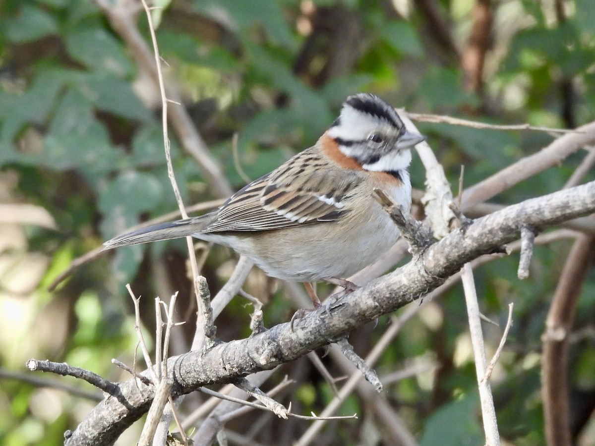 Rufous-collared Sparrow - ML638716276