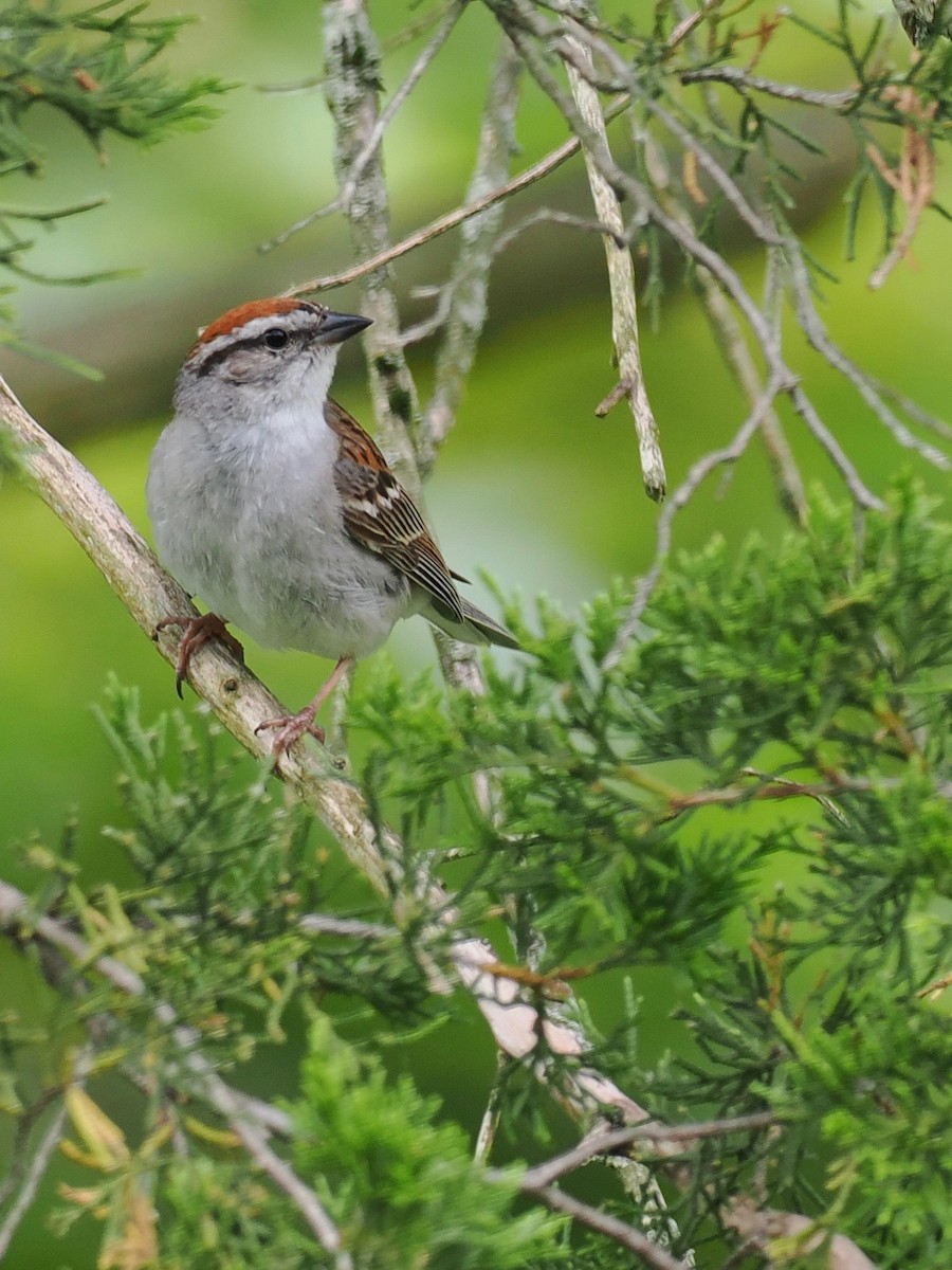 Chipping Sparrow - ML638716280
