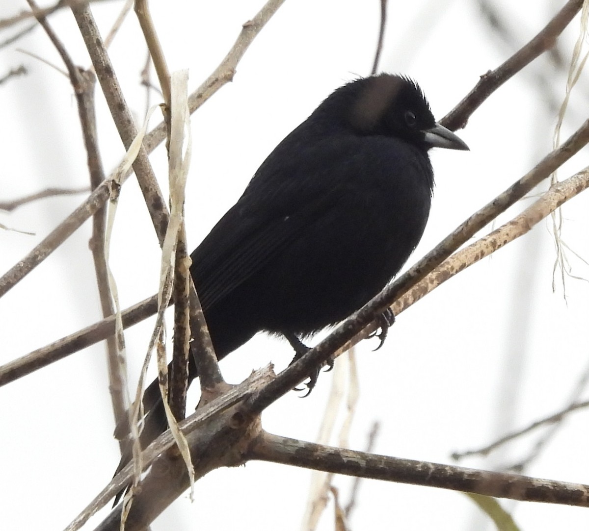 White-lined Tanager - ML638716289