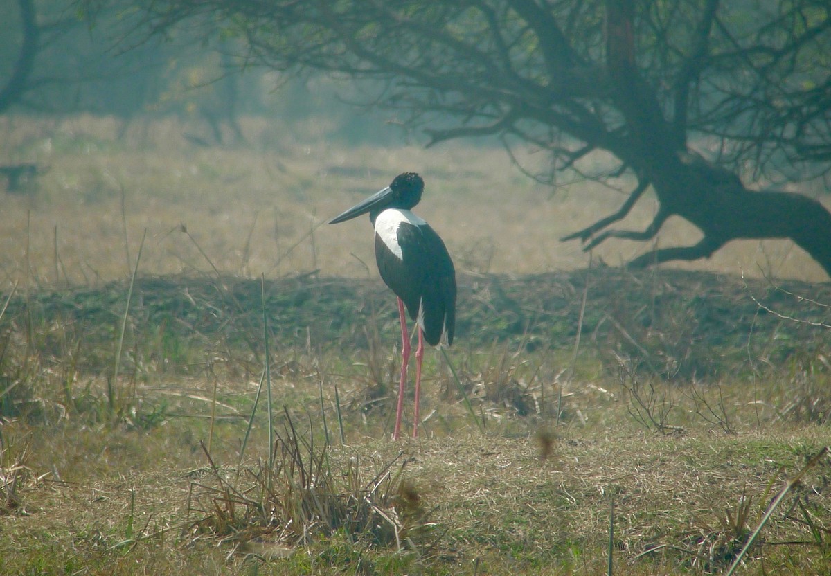 Black-necked Stork - ML638716321