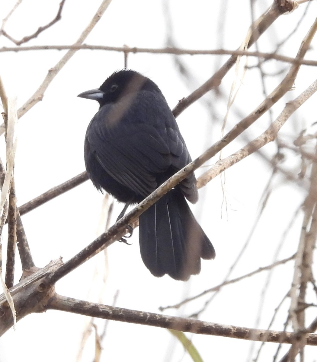 White-lined Tanager - ML638716327