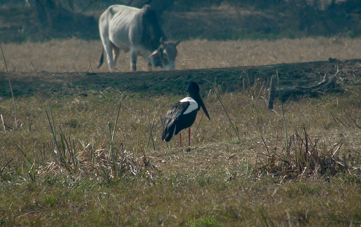 Black-necked Stork - ML638716334
