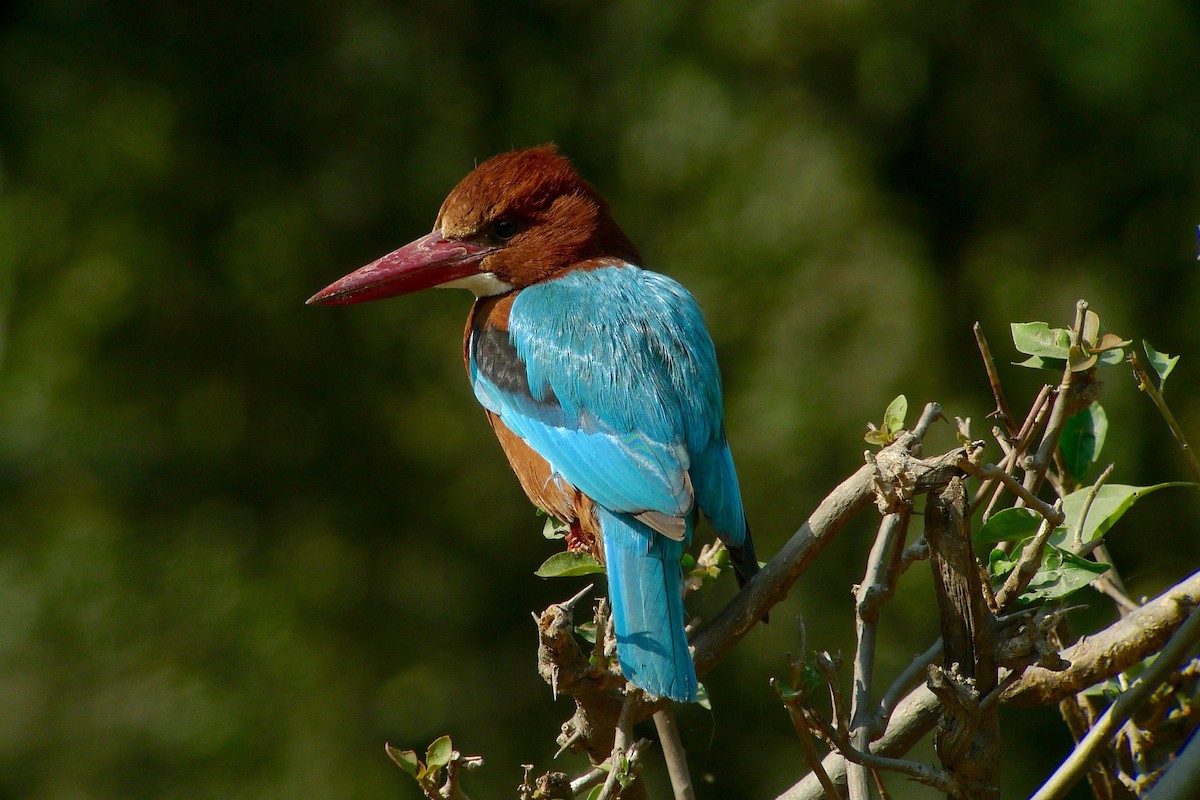 White-throated Kingfisher - ML638716354