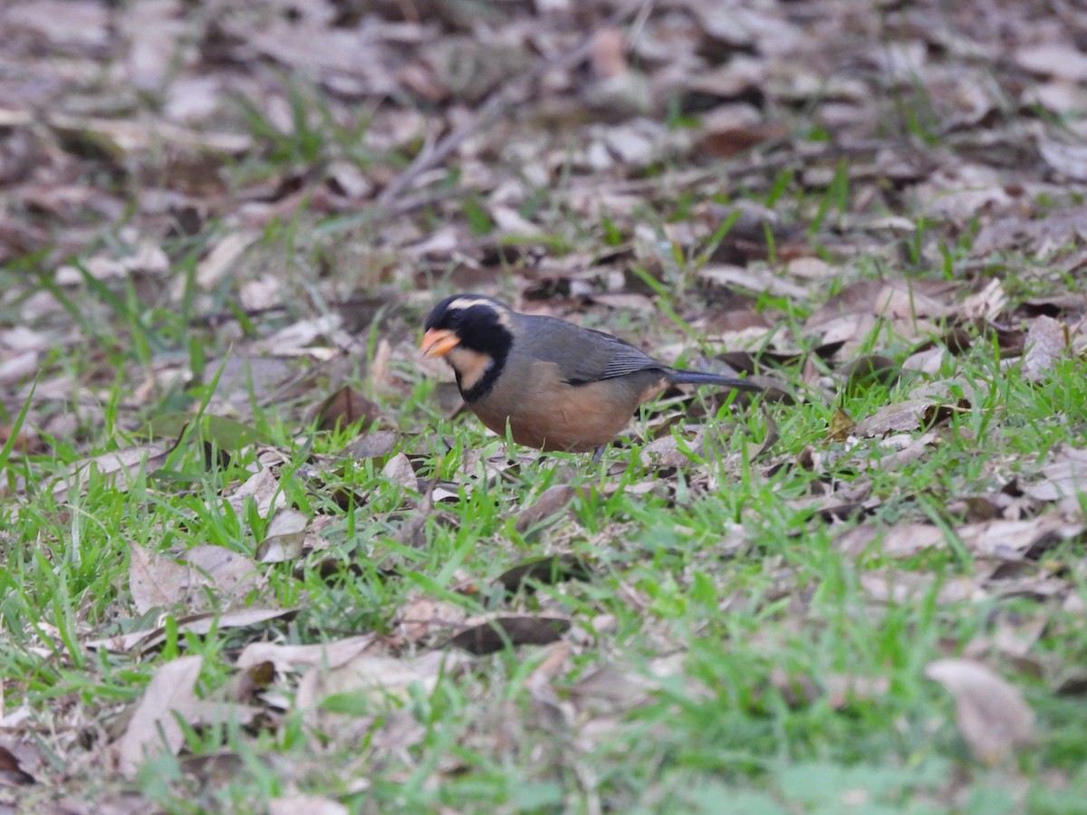 Golden-billed Saltator - ML638716381