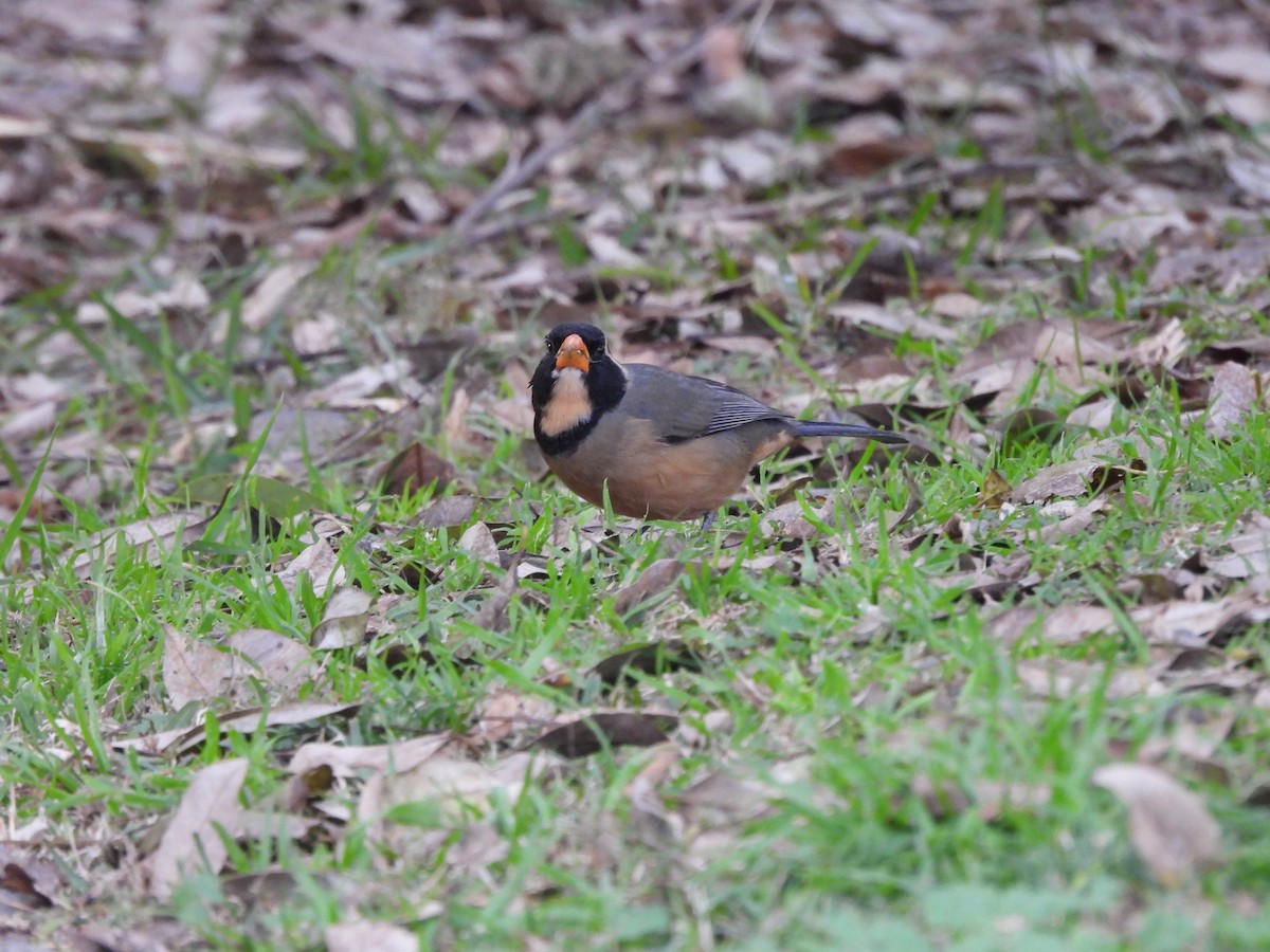 Golden-billed Saltator - ML638716382