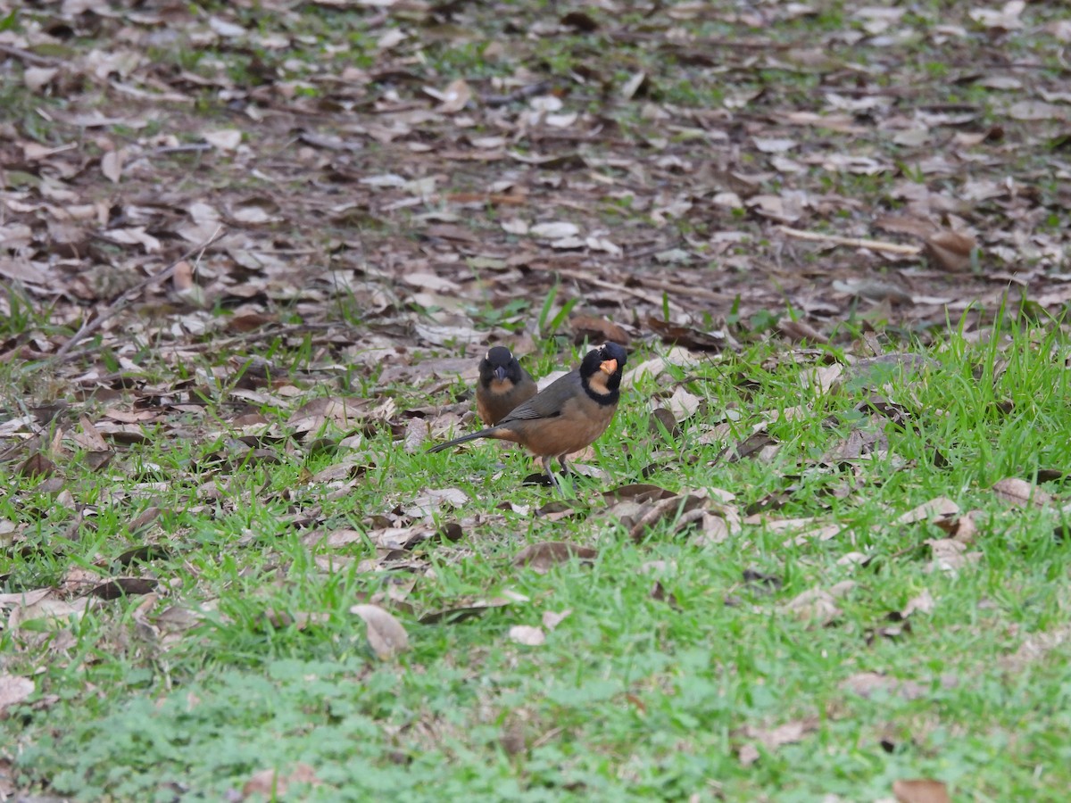 Golden-billed Saltator - ML638716383