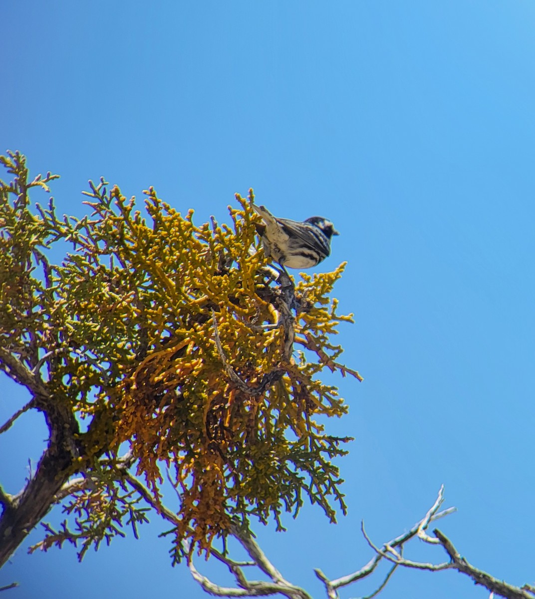 Black-throated Gray Warbler - ML638716416