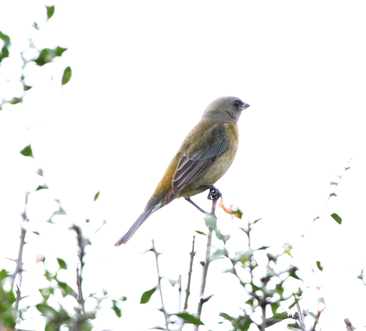 Blue-and-yellow Tanager - ML638716421