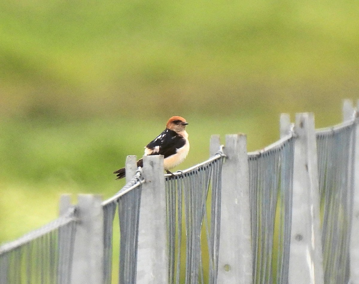 Fairy Martin - ML638716428