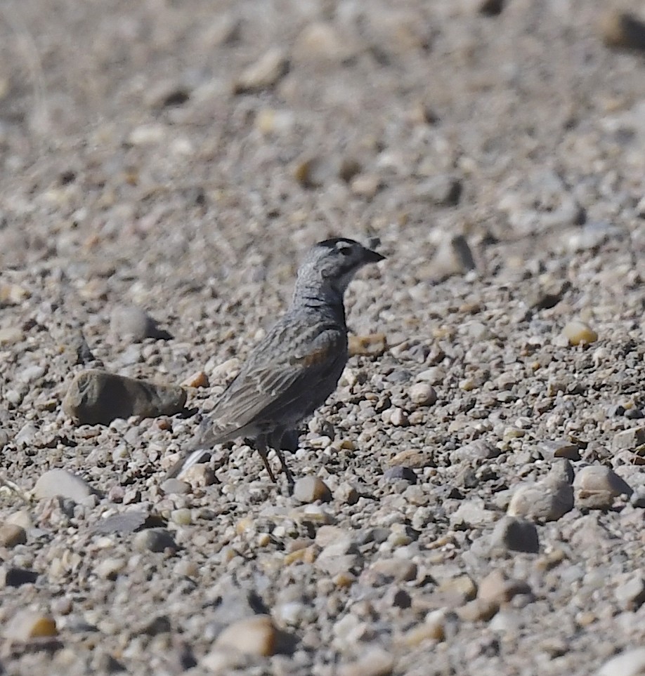 Plectrophane à ventre gris - ML638716461