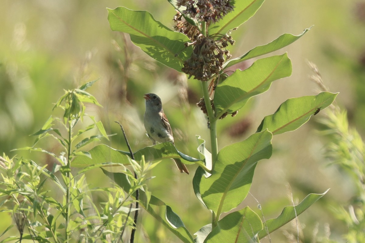 Field Sparrow - ML638716484
