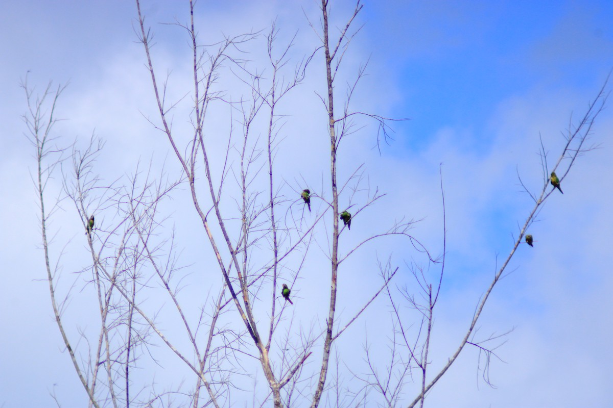 Olive-throated Parakeet - ML638716490