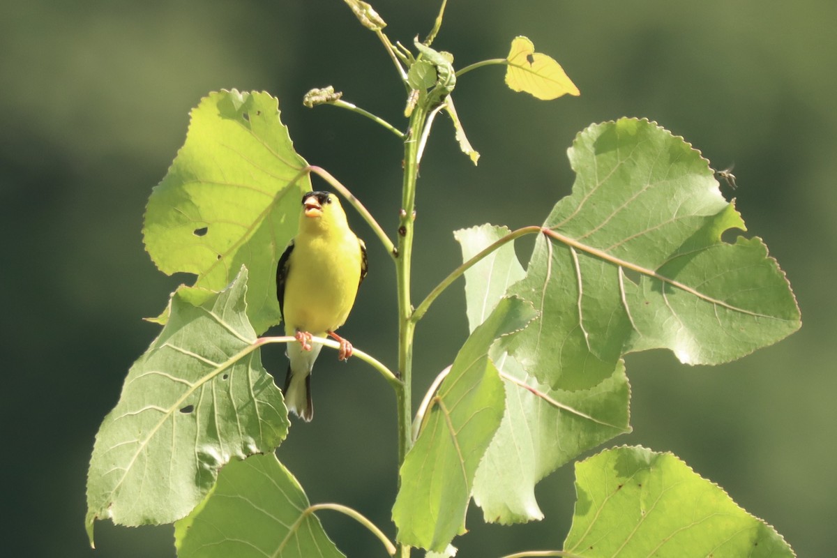 American Goldfinch - ML638716492