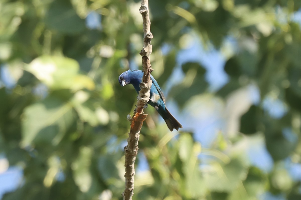 Indigo Bunting - ML638716495