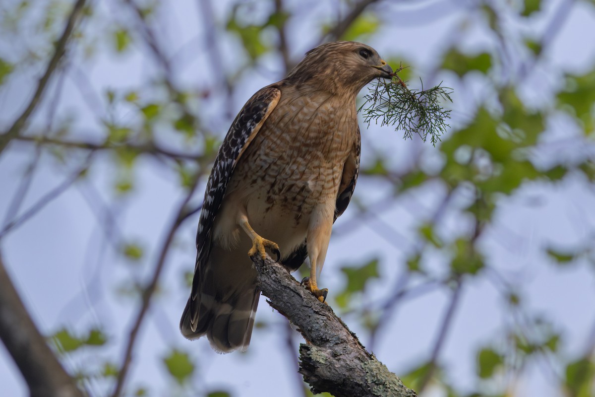 Red-shouldered Hawk - ML638716501