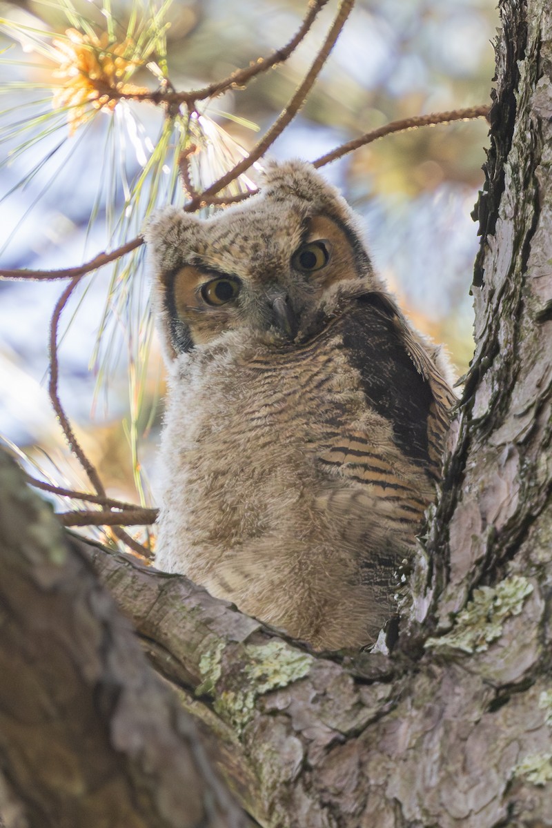 Great Horned Owl - ML638716506