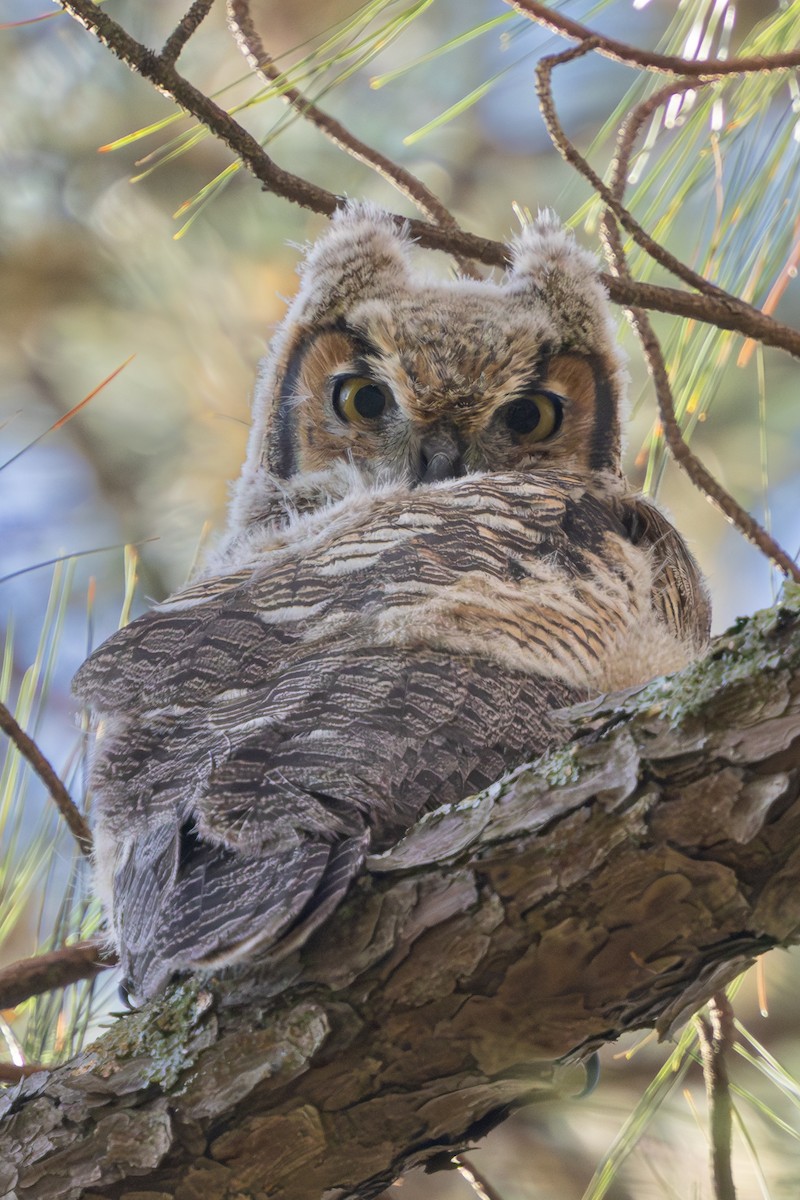 Great Horned Owl - ML638716507