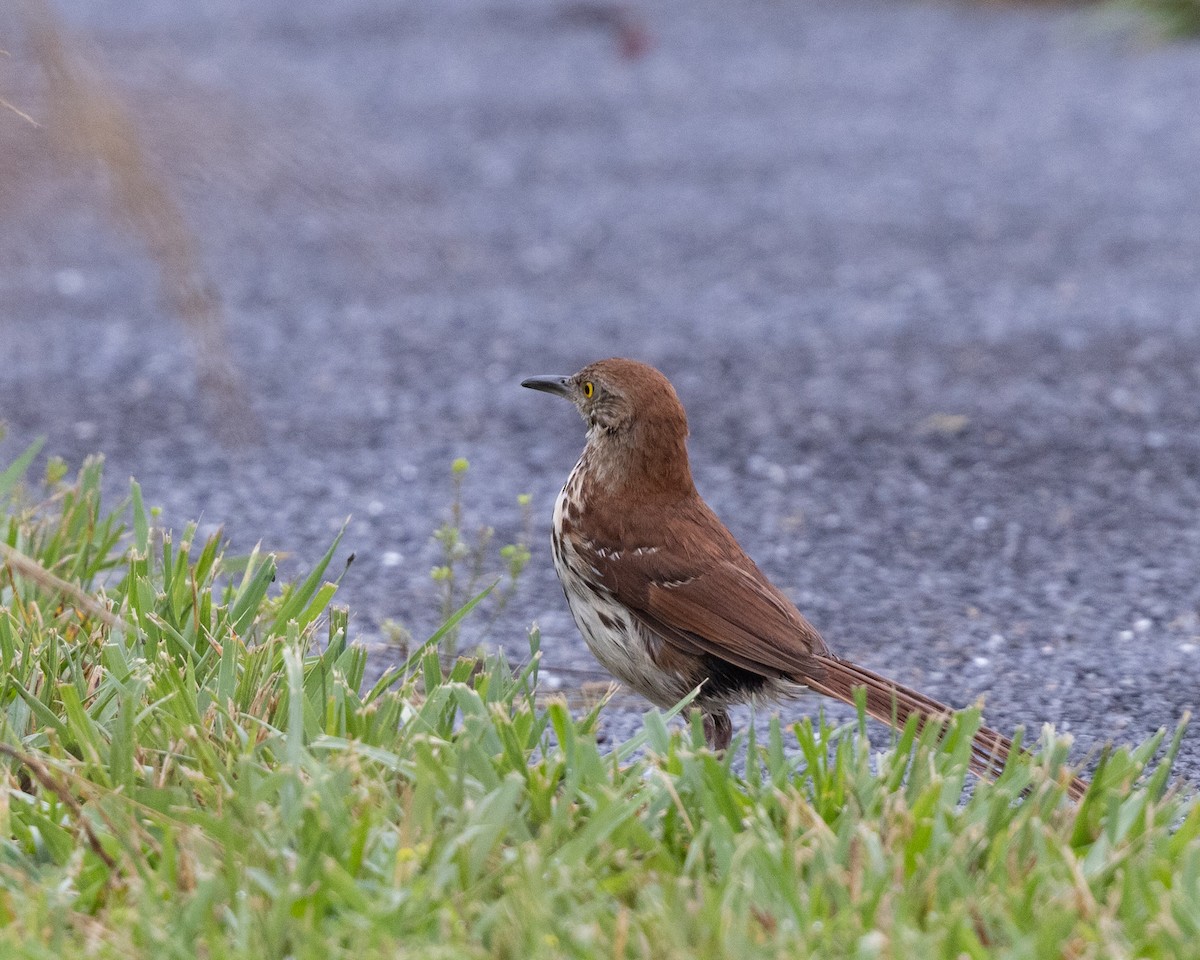 Brown Thrasher - ML638716508