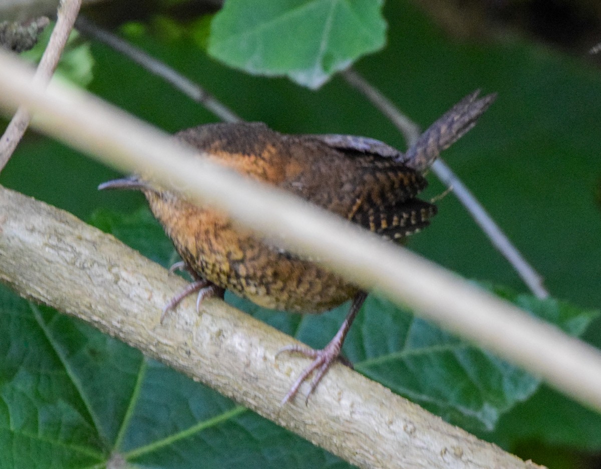 Rufous-browed Wren - ML638716509
