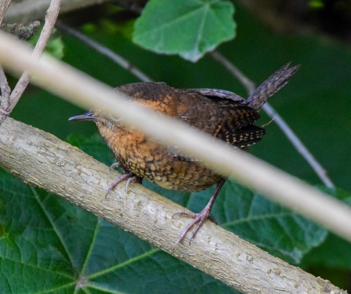 Rufous-browed Wren - ML638716510