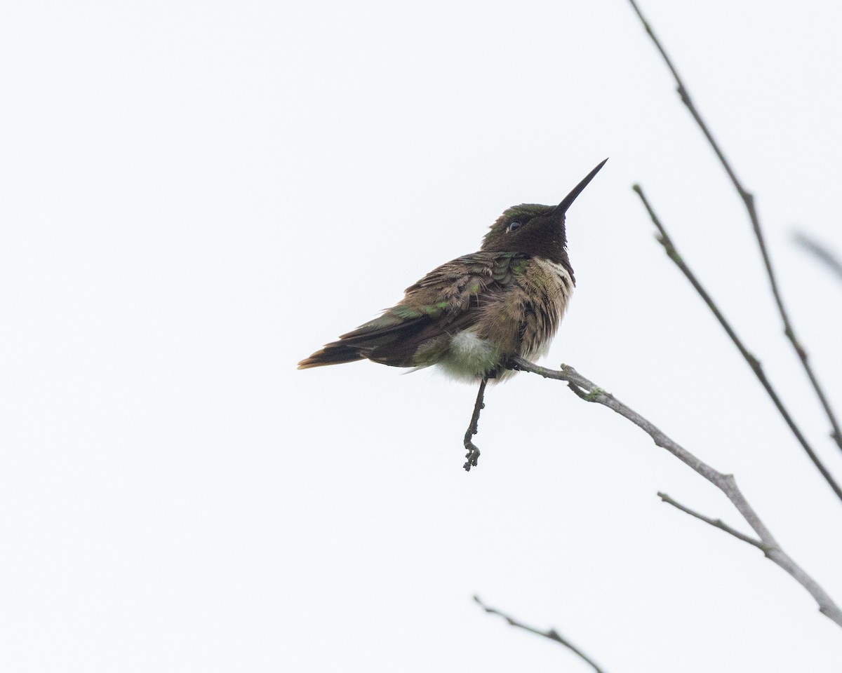 Ruby-throated Hummingbird - ML638716513