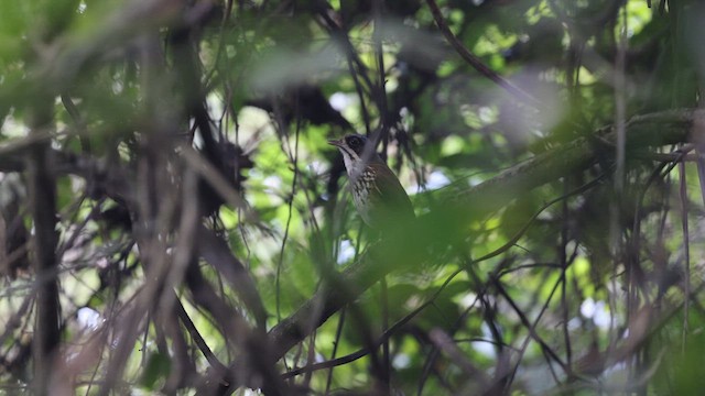 Masked Antpitta - ML638716517