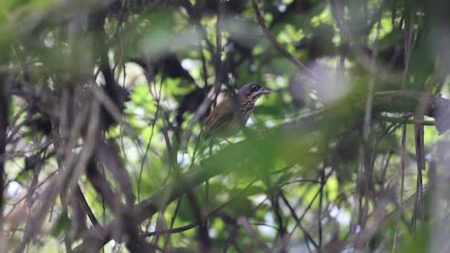 Masked Antpitta - ML638716521