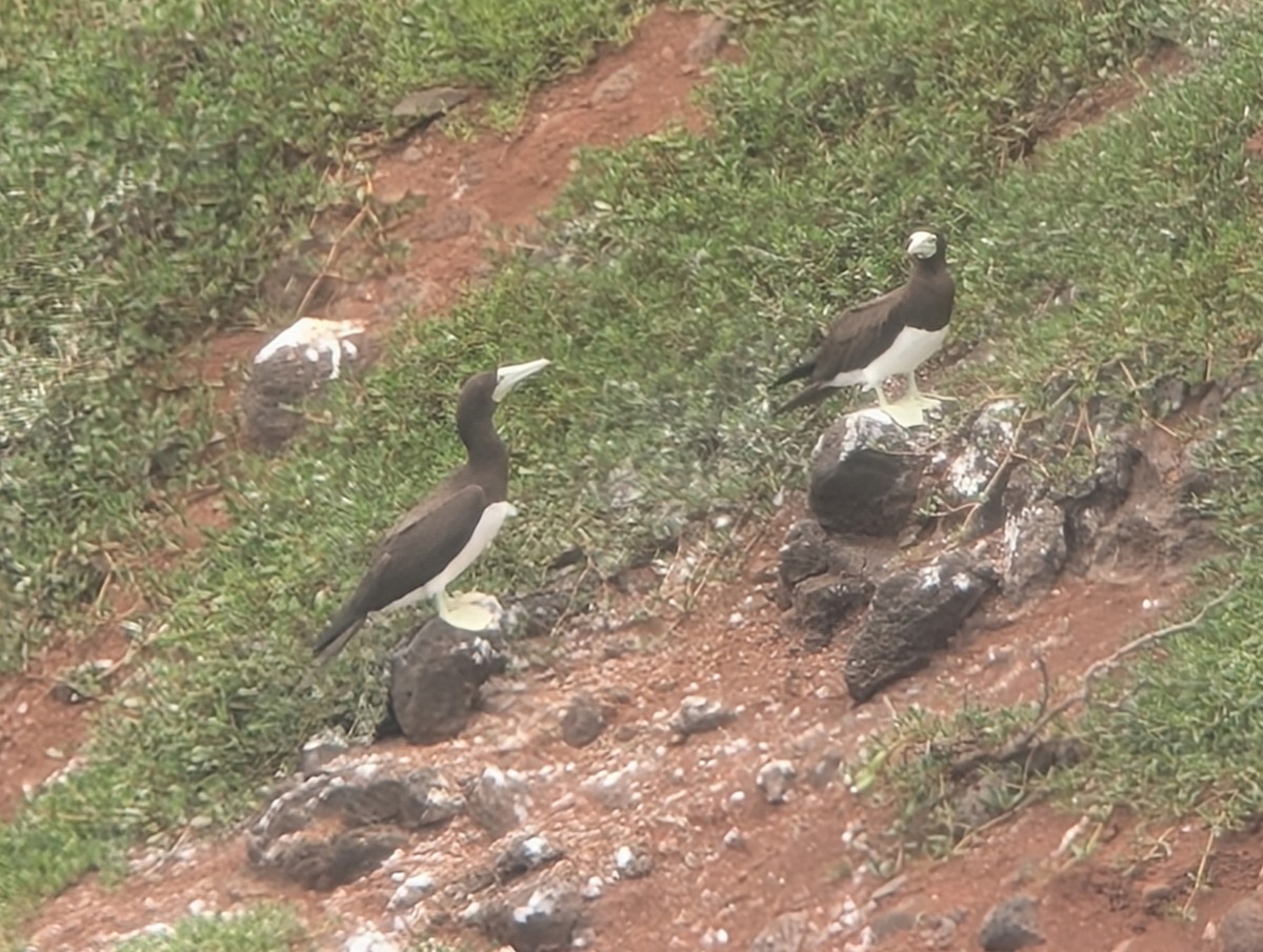 Brown Booby (Forster's) - ML638716537