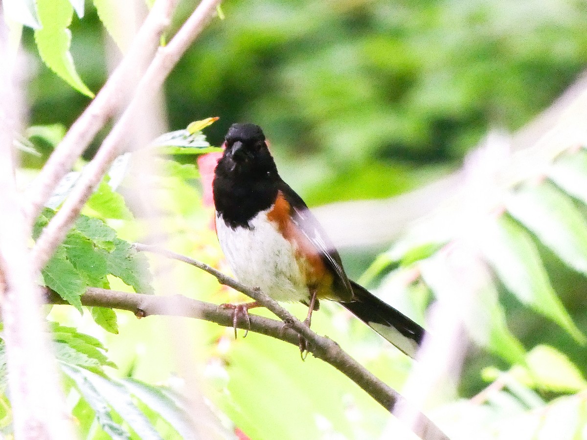 Eastern Towhee - ML638716539