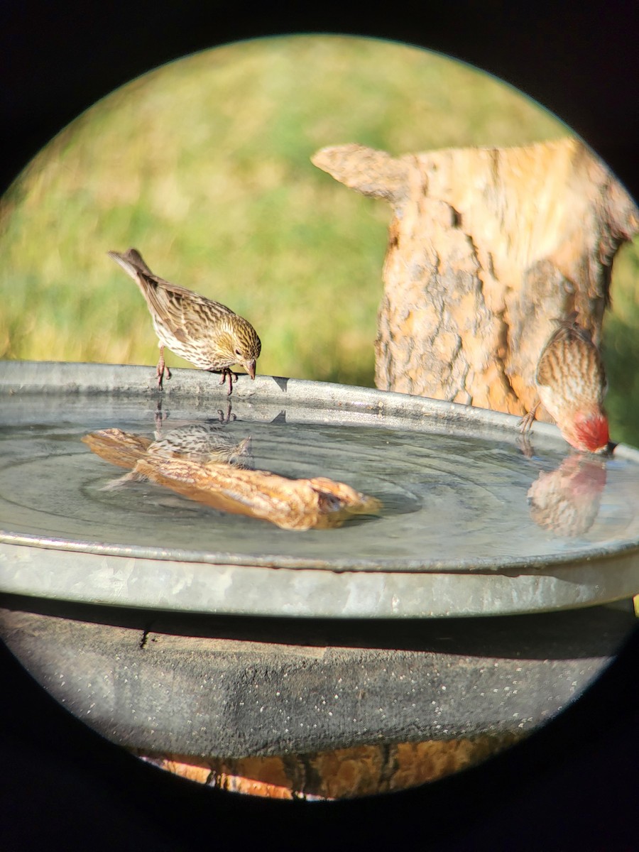 Cassin's Finch - ML638716541