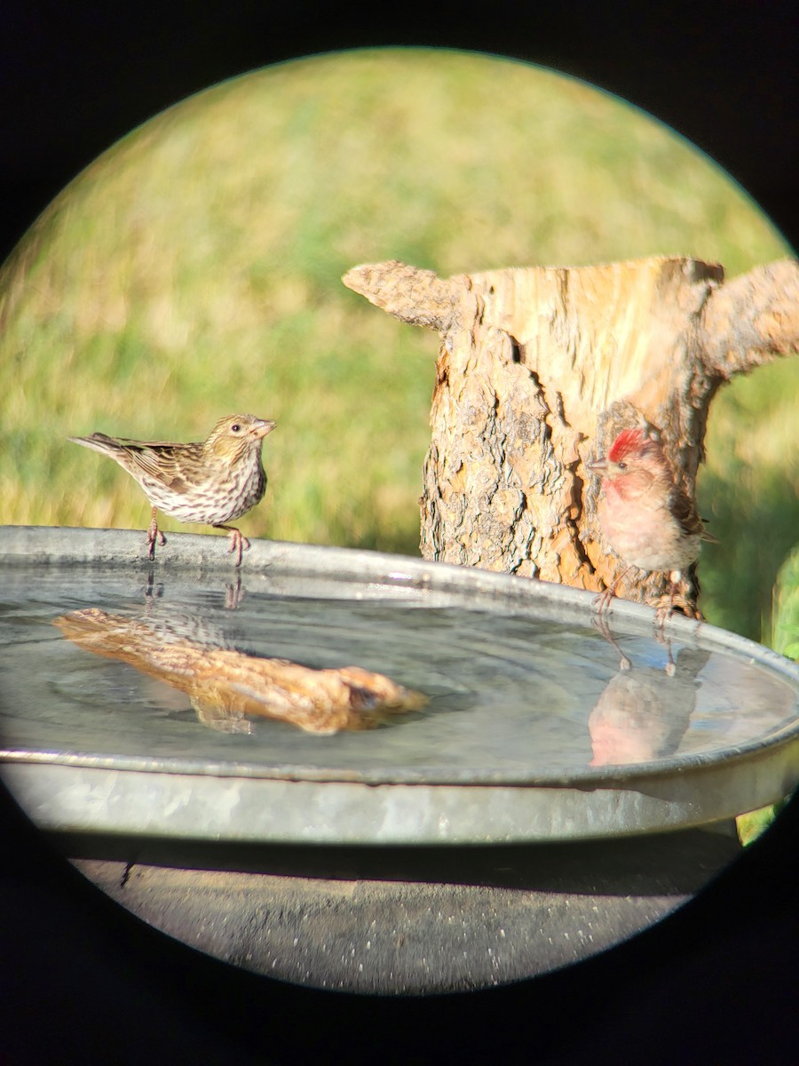 Cassin's Finch - ML638716542